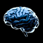 Brain