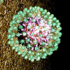 Hepatitis B virus