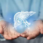 Hepatologist doctor, liver specialist. Aesthetic handdrawn highlighted illustration of human liver.