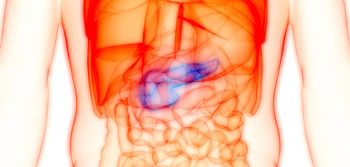 Human Internal organ Pancreas Anatomy