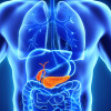 Pancreas and gall bladder