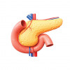 illustration pancreas and intestines