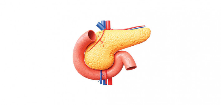 illustration pancreas and intestines