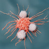 Natural killer cells are lymphocytes that target virus infected cells and tumor cells