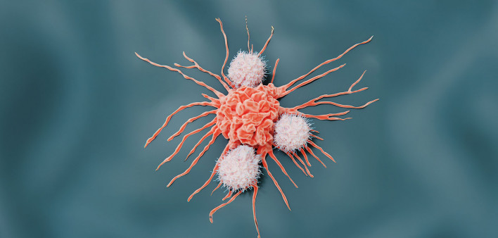 Natural killer cells are lymphocytes that target virus infected cells and tumor cells