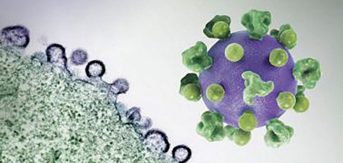 HIV virus particles (purple) budding and replicating from an H9 T cell (green)