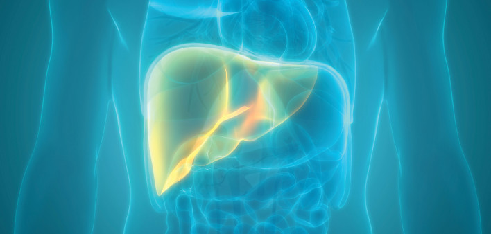 illustration of torso and liver