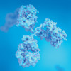 Antibodies