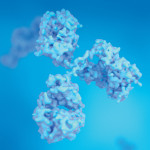 Antibodies, Immunoglobulin Ig proteins