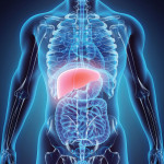 illustration liver in model of human