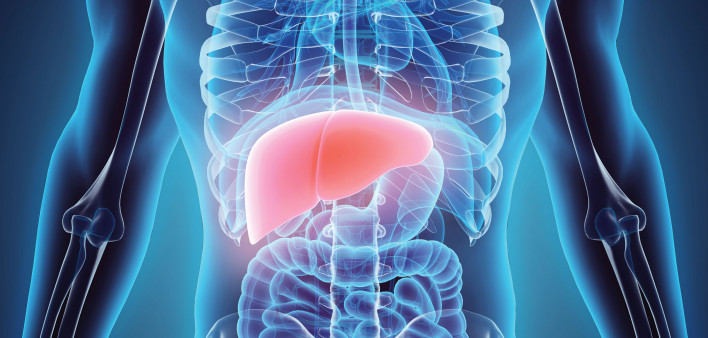 illustration liver in model of human