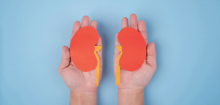 hands holding paper illustrations of kidneys
