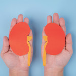 hands holding paper illustrations of kidneys