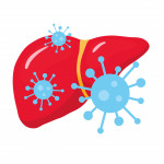 illustration virus and liver