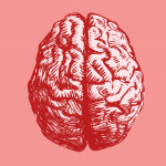 Brain
