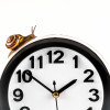 Time lapse concept - snail and clock