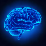 brain