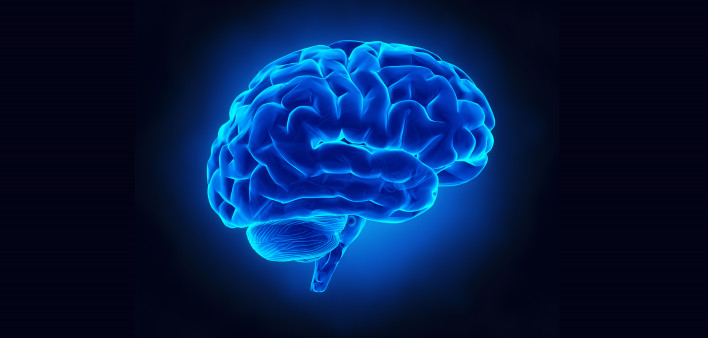 brain
