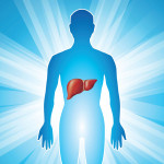 illustration figure and liver