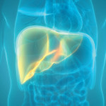 illustration of torso and liver