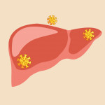 illustration of liver with virus particles