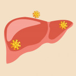 illustration of liver with virus particles