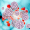Human papillomavirus