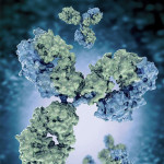 Antibodies