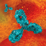 Antibodies
