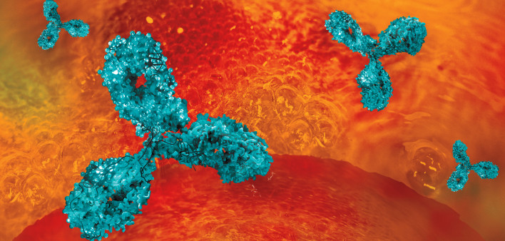 Antibodies