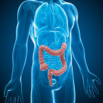 illustration male anatomy figure intestines