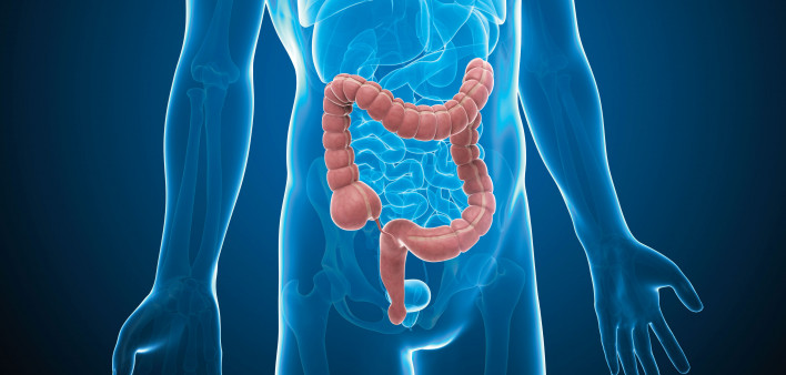 illustration male anatomy figure intestines