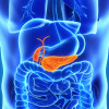 Pancreas and gall bladder