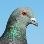 Portrait Of A Pigeon
