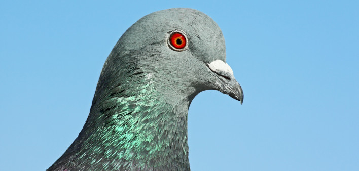 Portrait Of A Pigeon
