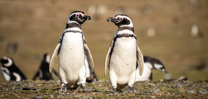 Magellan Penguin Pair Magdalena Island