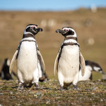 Magellan Penguin Pair Magdalena Island