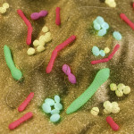 Gut bacteria