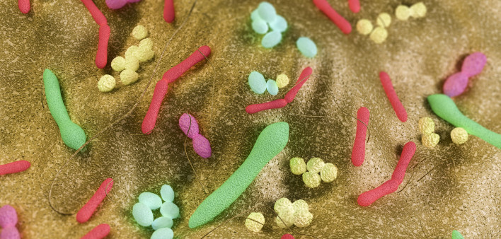 Gut bacteria
