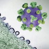 HIV virus particles (purple) budding and replicating from an H9 T cell (green)