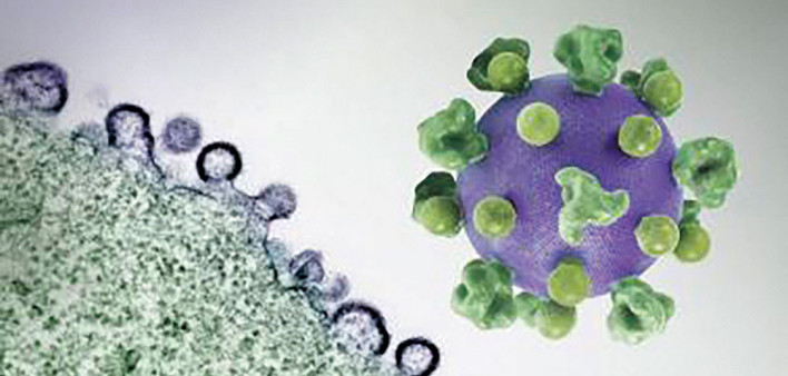 HIV virus particles (purple) budding and replicating from an H9 T cell (green)