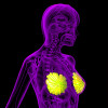 3D rendering of the breast