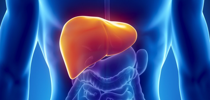 illustration of the liver in the body