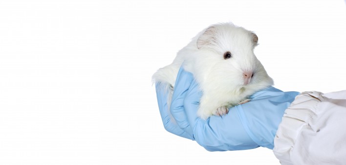 a guinea pig held in a gloved hand