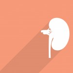 kidney