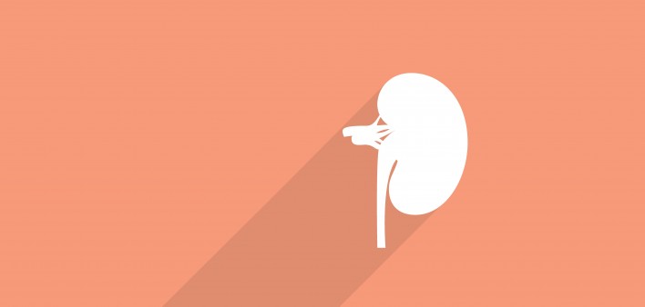 kidney
