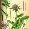 Illustration of Silybum marianum