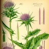 Illustration of Silybum marianum