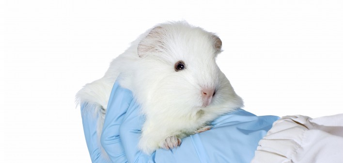 a guinea pig held in a gloved hand