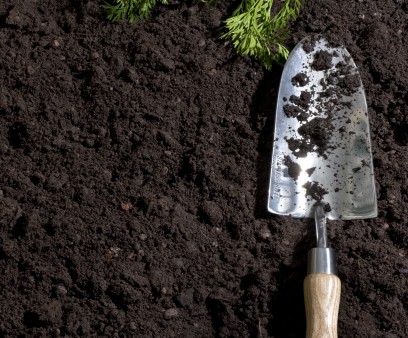 freshly pulled carrots laying on dirt